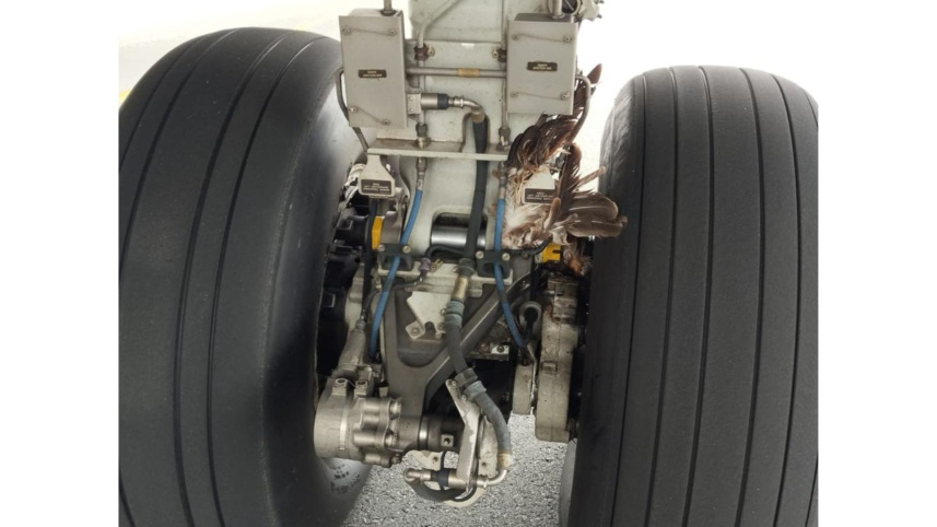 bird strike dhaka airport