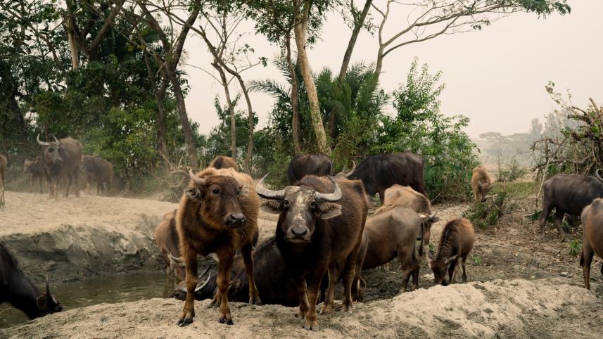 Reasons why you should travel within Bangladesh