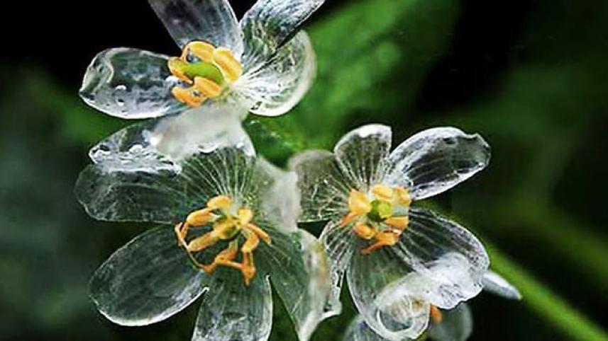 transparent-skeleton-flowers-in-rain-diphylleia-grayi-fb_700.jpg