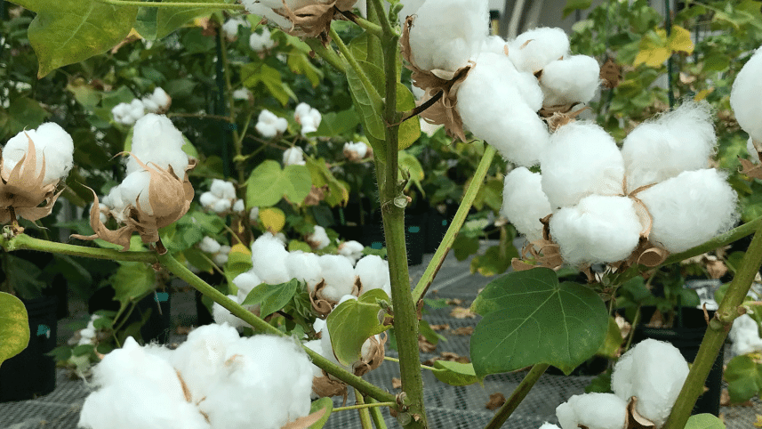 bangladesh-adopts-gm-cotton.gif