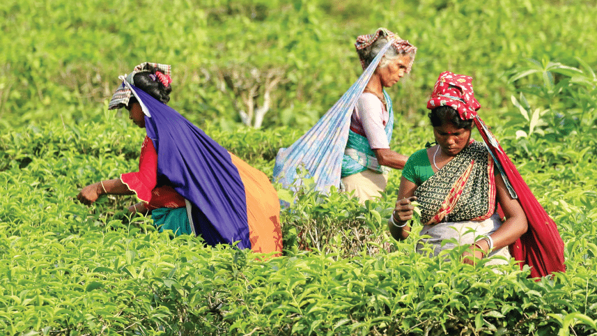 tea-production-2.gif