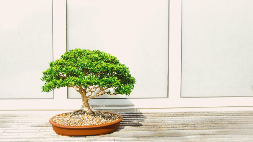 art of bonsai