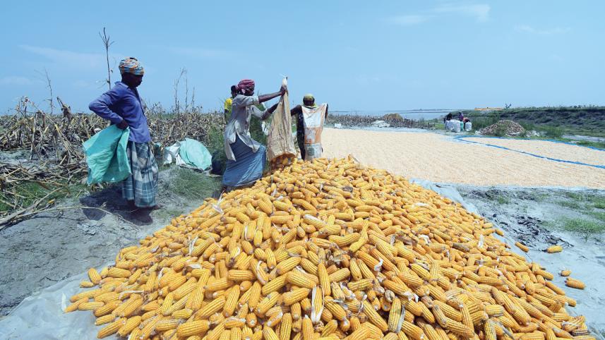 char-crop-maize.jpg