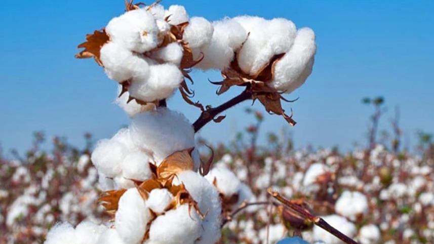 Cotton import likely to drop