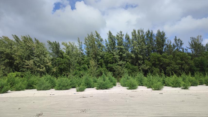 jhaubon 5 beautiful forests to visit in Bangladesh 