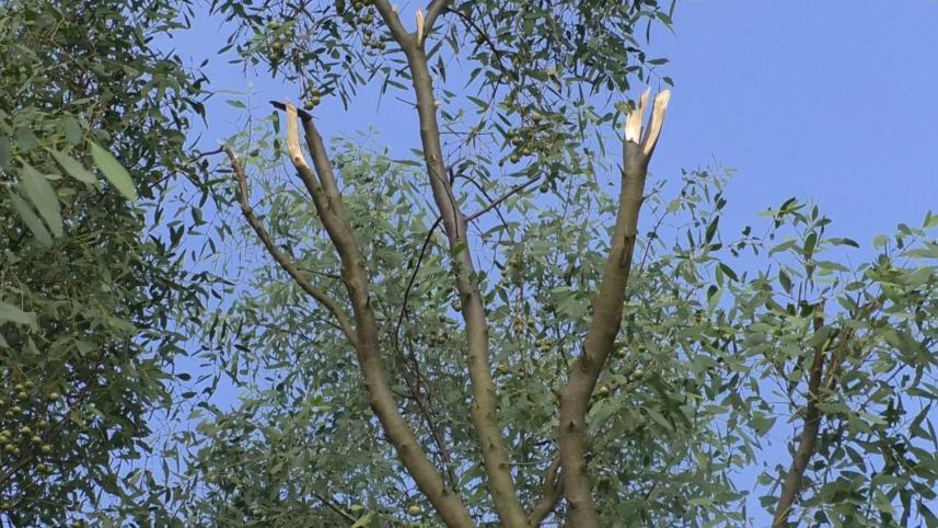 Haringhata forest in peril