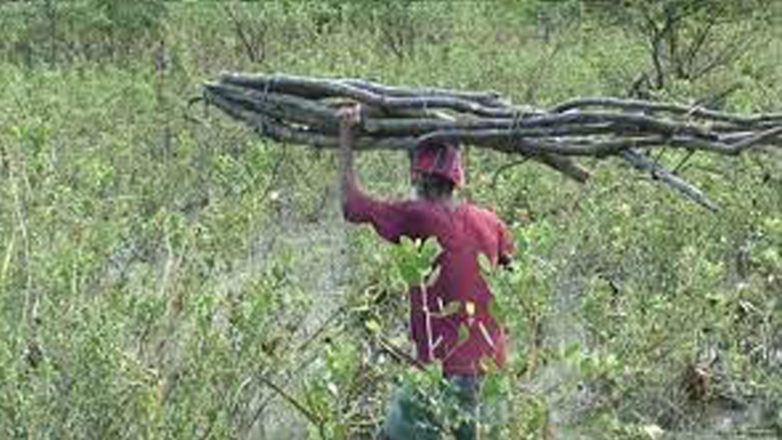 Haringhata forest in peril