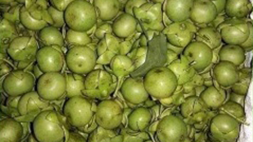 Haringhata forest in peril