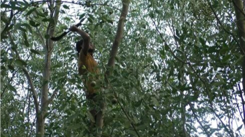 Haringhata forest in peril