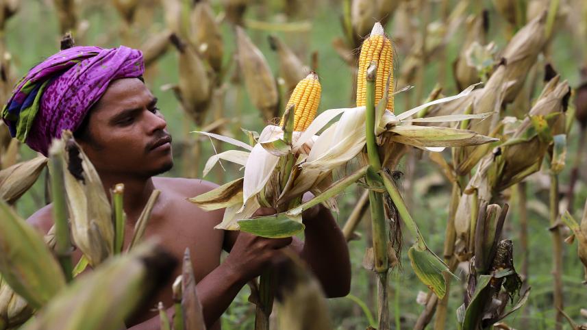 maize_farmer_bangladesh.jpg