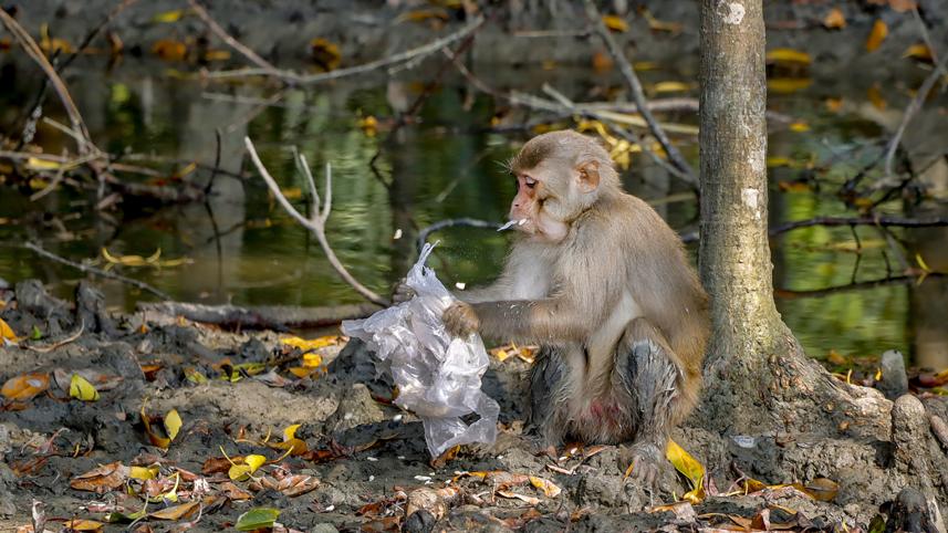 khulna monkey