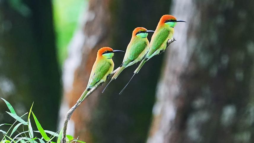Asian green bee-eaters