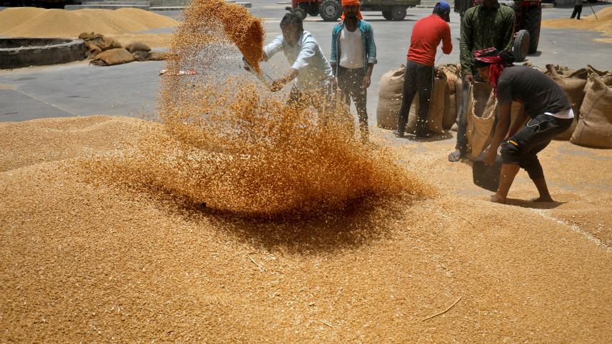indian_wheat.jpg