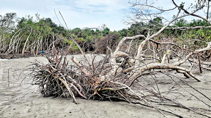 khulna-sundarbans-dead-tree.jpg