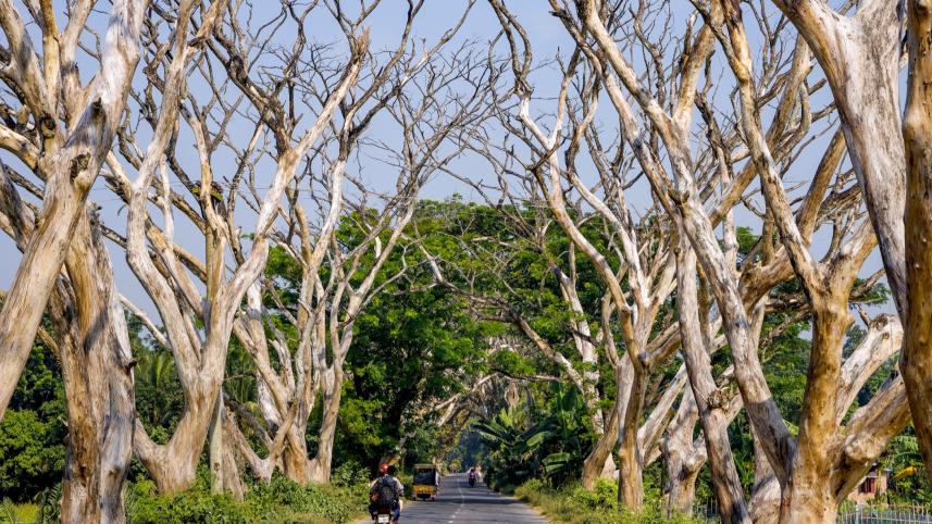 dead-trees-satkhira-road.jpg