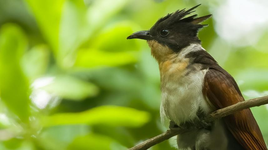 Birds of the National Botanical Garden: A photographer’s sanctuary