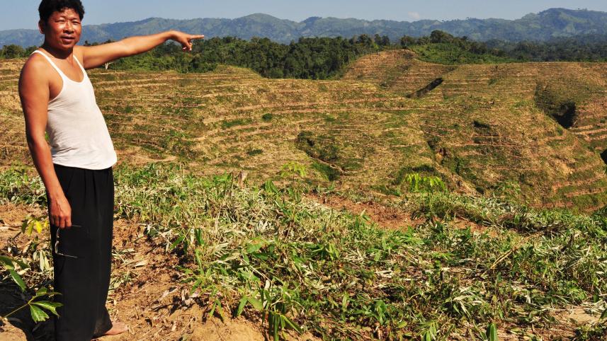 Hills in Bandarban terraced for rubber plantation