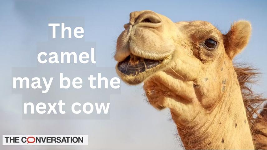 Turning camels into cows: megafarms are being set up to produce camel milk on industrial scales