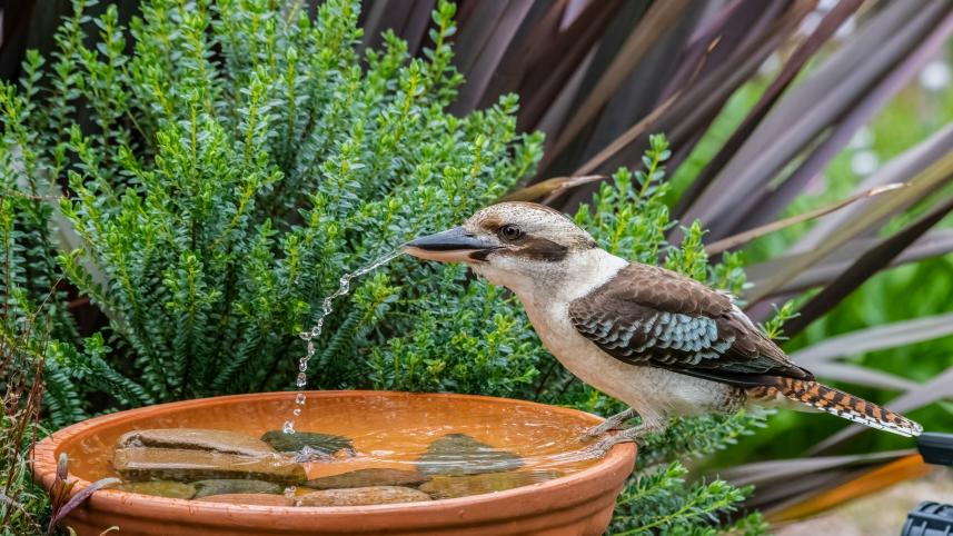 Ways to help birds beat the summer heat 