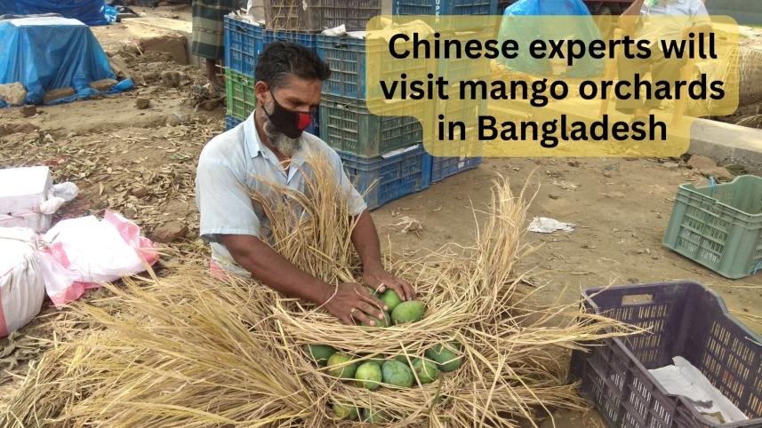 china_wants_to_taste_bangladeshi_mango_3.jpg