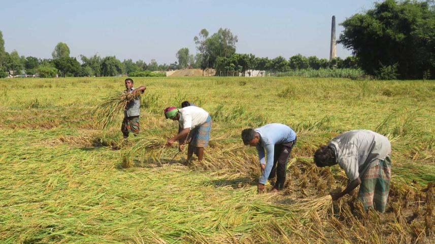boro-harvest-rangpur-1.jpg