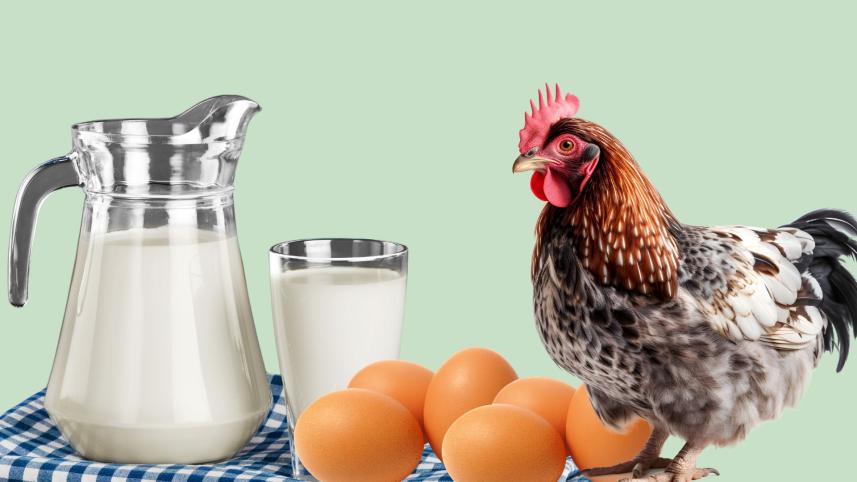 Egg consumption in Bangladesh