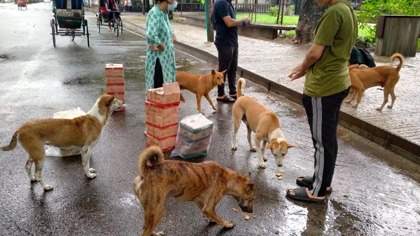 animal_welfare_dhaka_university_1.jpg