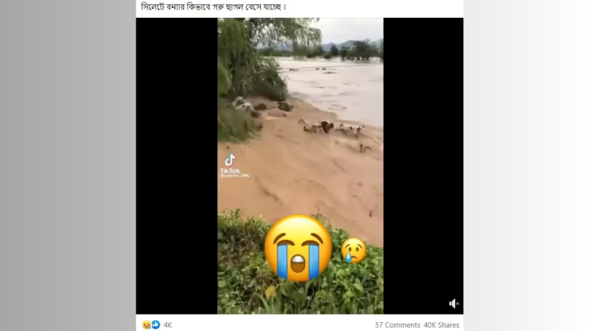 Fake image cattle washed away