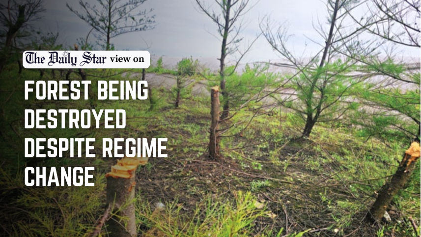 forest being destroyed despite regime change