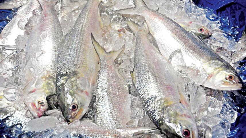 hilsa-export.jpg