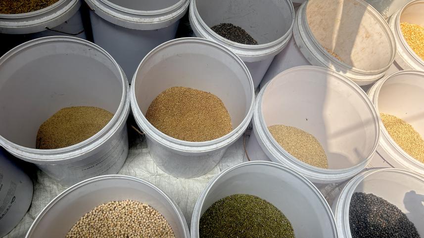 Your backyard birds deserve better than stale seeds: Feed them right this winter! 