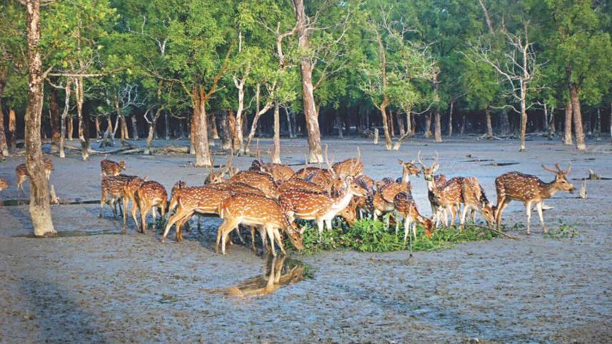 sundarban-deers.jpg