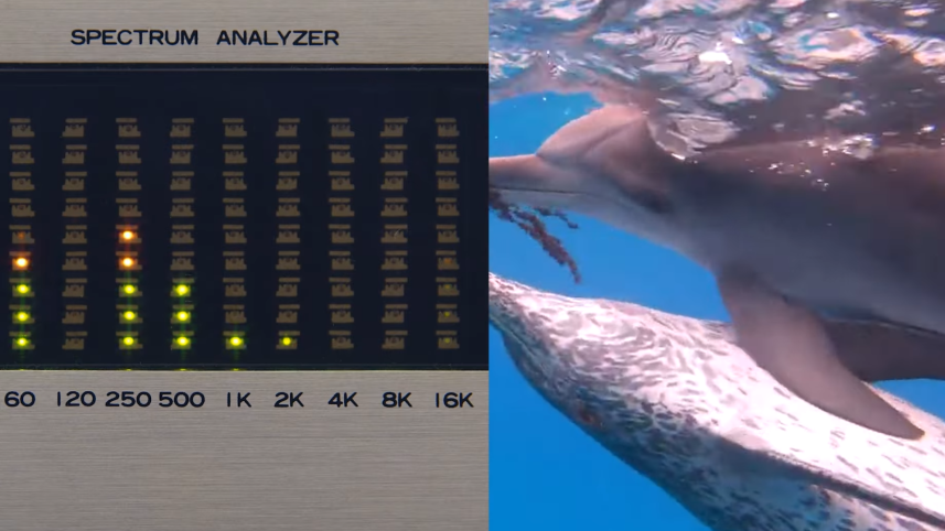 dolphin_ai.png