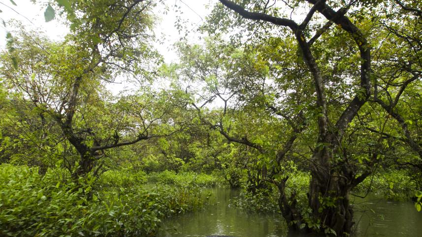 Ratargul and rain: A monsoon tale in motion