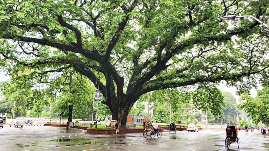 Tree in dhaka.jpg
