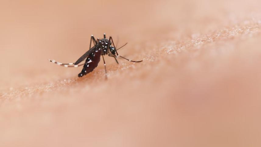 Dengue Mosquito 