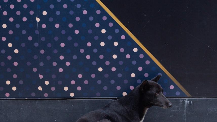 Do we care about animal cruelty? Bangladesh’s disturbing reality