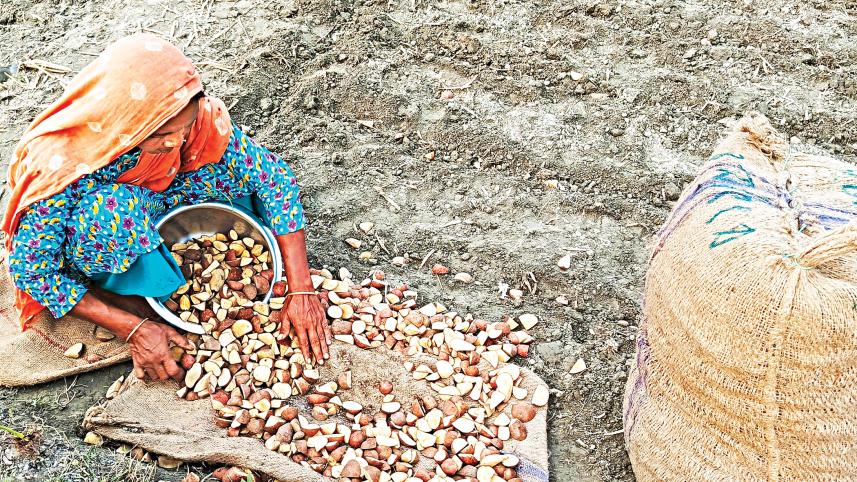lalmonirhat_potato1.jpg