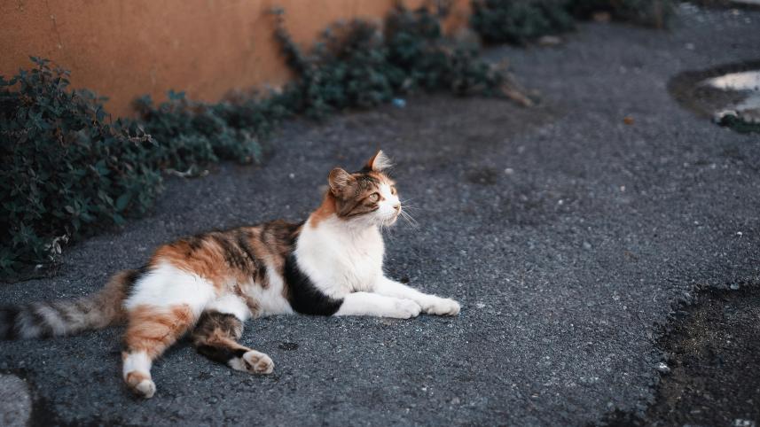 Cold weather puts animals at risk—here’s what you can do    emre-z0kpnced-vu-unsplash.jpg