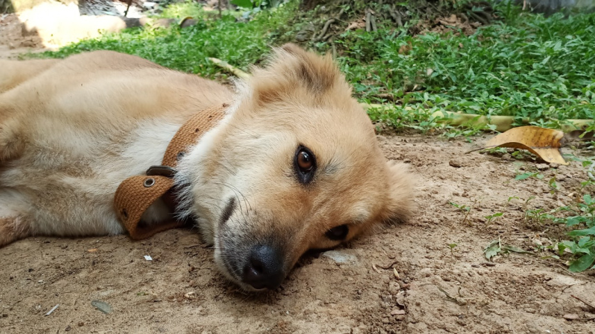 Vivo V15 Dog.jpg