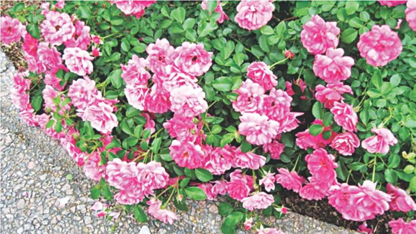 Lewis Ginter Botanical Garden