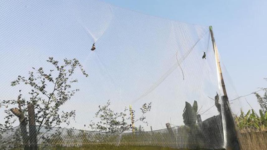 Patuakhali- birds killing.jpg