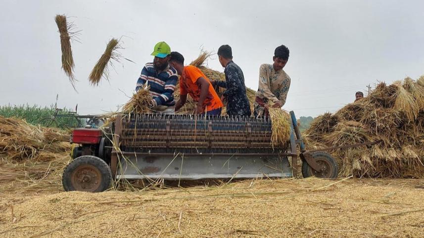 Paddy harvest Pabna-2.jpg