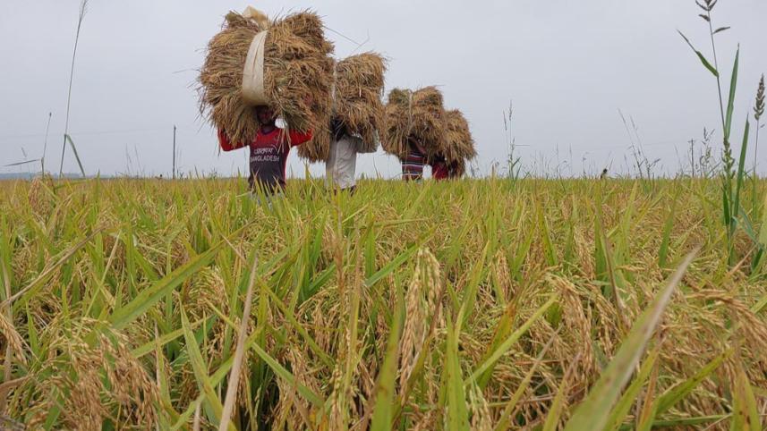 Paddy harvest Pabna.jpg