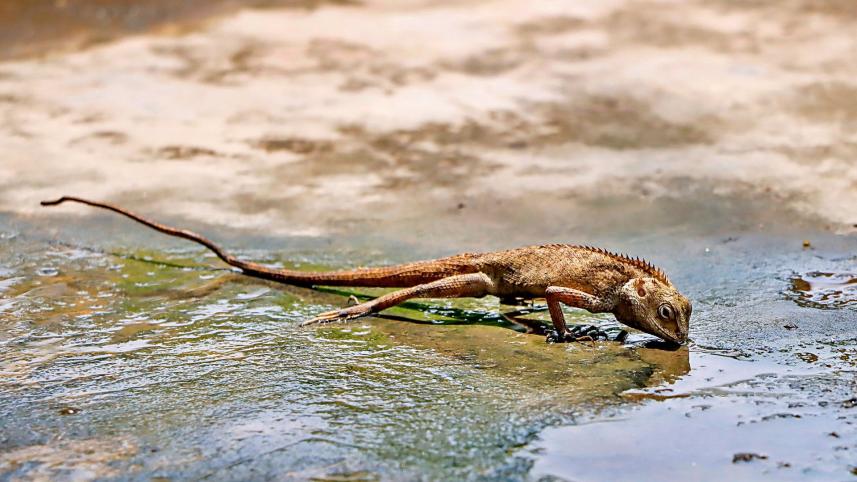 natures quest_65e2.jpg