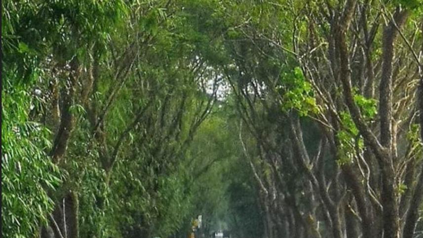 Forest department decided to cut more than 2 thousand trees on four roads of Jashore.jpg