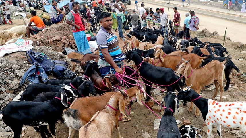 Bangladesh govt stops cattle import before Eid