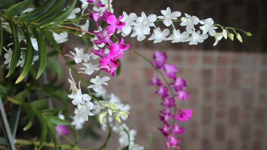 MY Dhaka Orchid_717e.jpg