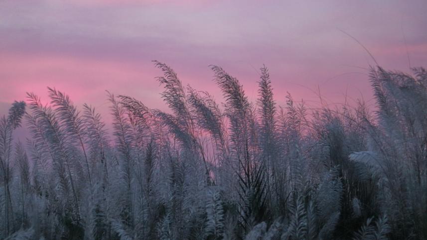 My Dhaka Kashful_54b1.jpg