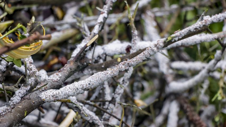 Tree resin trade_32a4.jpg